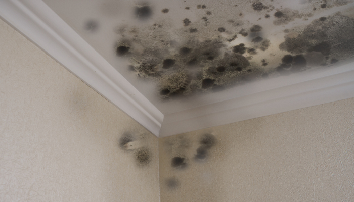 Artículo: Cómo quitar y prevenir el moho de las paredes y el techo
