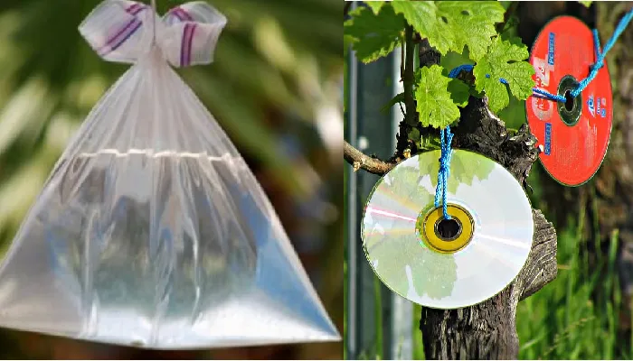 Bolsa con agua y CD remedio contra moscas