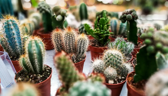 Macetas con cactus pequeños