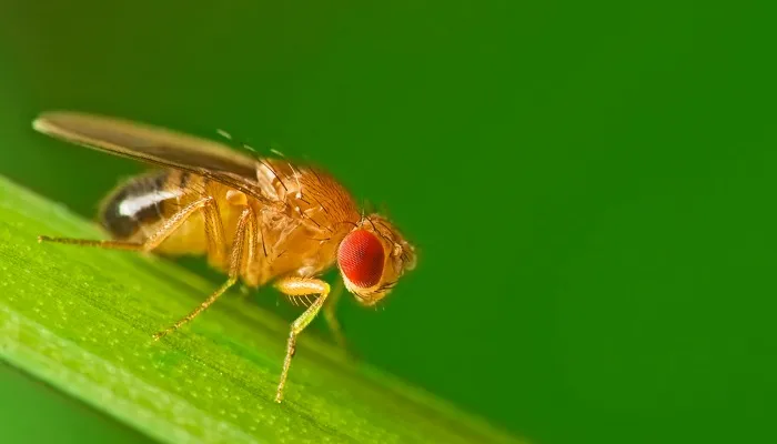 Mosca de la fruta o mosca del vinagre (Drosophila melanogaster)