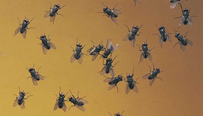 Artículo: ¿Qué tipos de moscas hay en las casas?